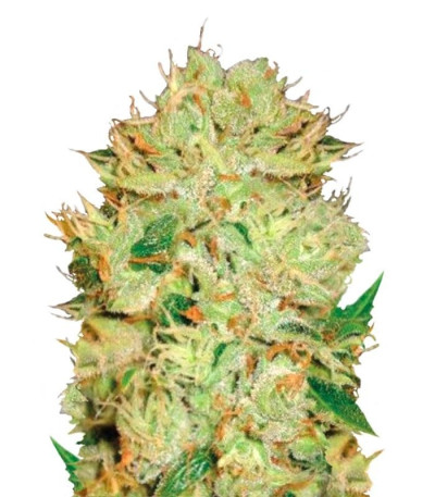 Семена сорта Auto Bigger Bud fem