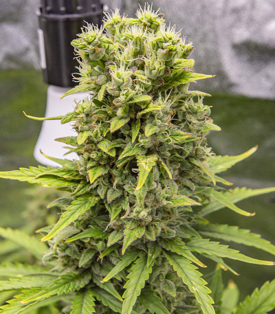 Семена сорта Pharaoh Auto (Auto Tutankhamon) fem (Семяныч)