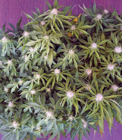 Семена сорта Anesthesia fem (Pyramid Seeds)