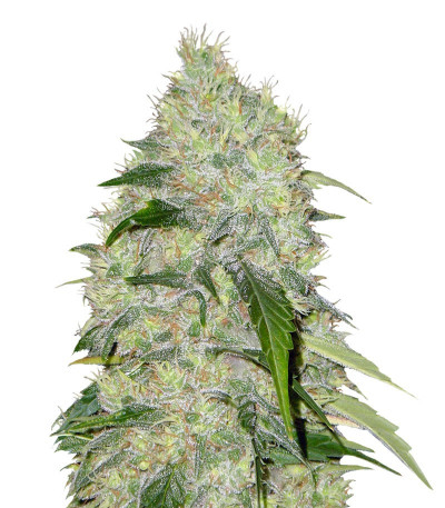 Семена сорта Bubble Gum fem (Семяныч)