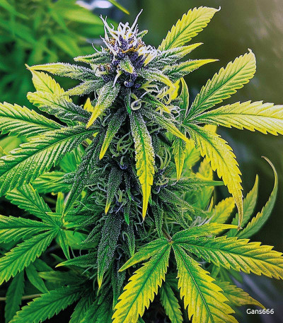 Семена сорта Gorilla fem (Семяныч)