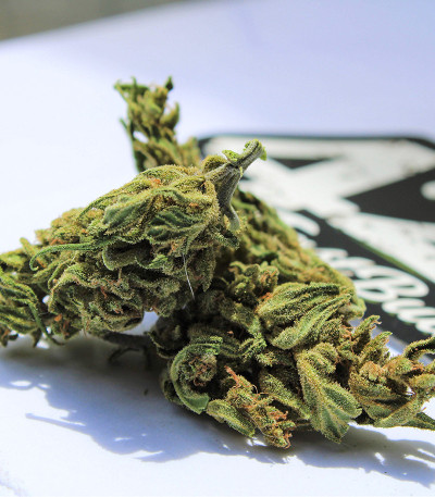 Семена сорта Original Auto White Widow fem (FastBuds)