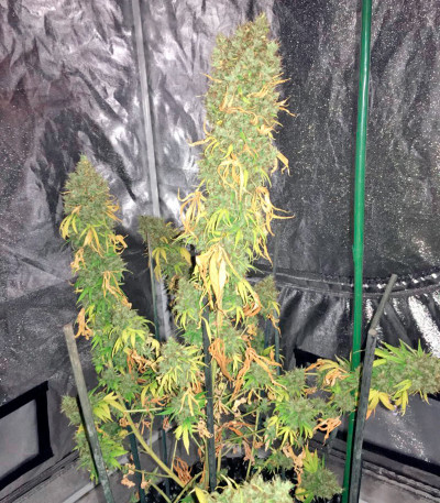 Семена сорта White Strawberry Skunk fem (Strain Hunters)