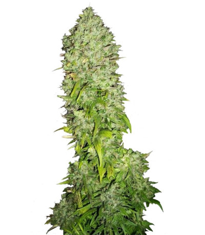 Семена сорта Big Bang fem (Green House Seeds)