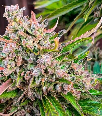 Семена сорта Afghanka Auto fem (Семяныч)