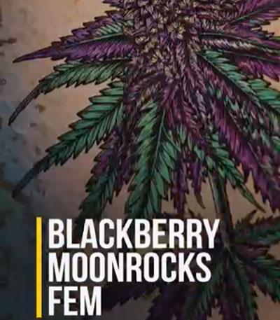 Семена сорта Blackberry Moonrocks fem (AlphaFem Seeds)