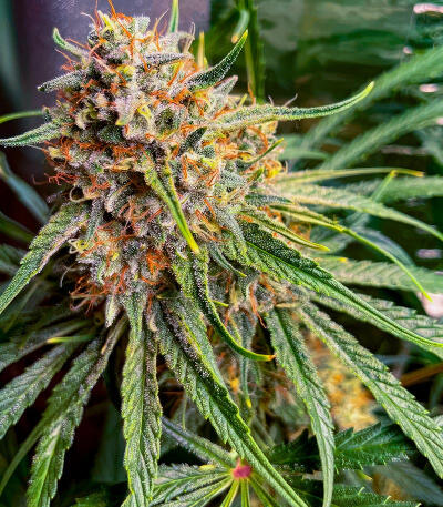 Семена сорта Jack Herer fem (Seedkeepers)