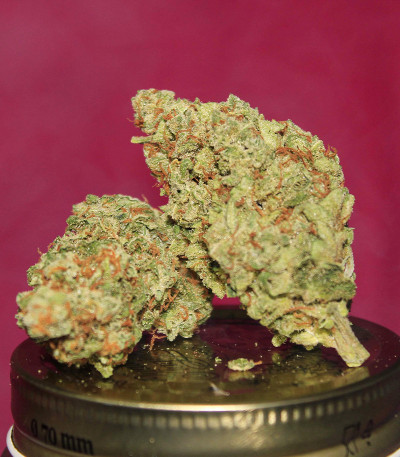 Семена сорта Original Afghan Kush Auto fem (FastBuds)