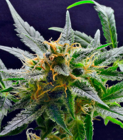 Семена сорта Super Silver fem (Dinafem Seeds)