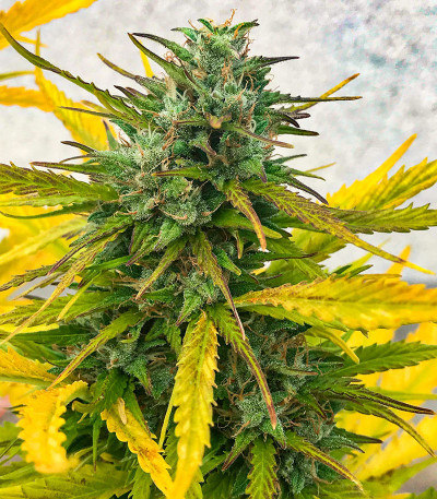 Семена сорта Big Satana 2 Auto fem (Семяныч)