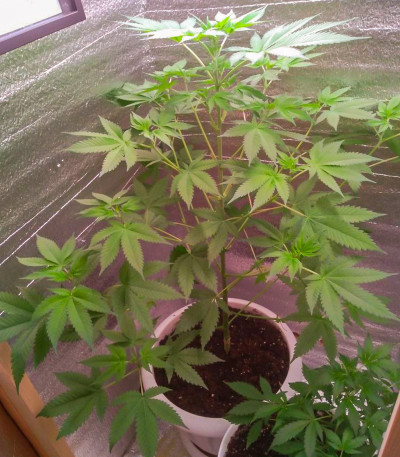 Семена сорта Caramelo Early Version fem (Delicious Seeds)