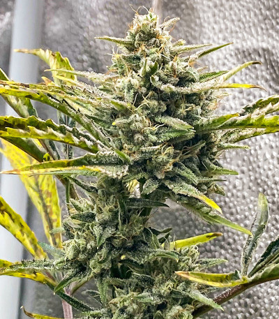 Семена сорта Grateful Dead Auto fem (High Speed ​​Buds)