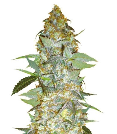 Семена сорта Euforia Special fem (Bulk Seed Bank)