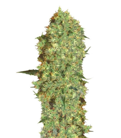 Семена сорта Marley's Bud fem