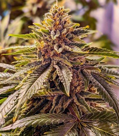 Семена сорта 10TH Planet R1 fem (Ethos Genetics)