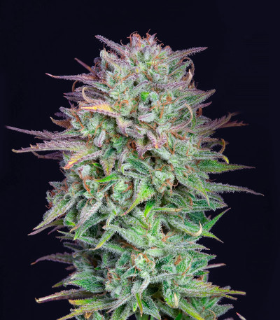 Семена сорта Kosher Cake Auto fem (FastBuds)