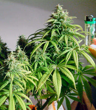 Семена конопли Amnesia Lemon