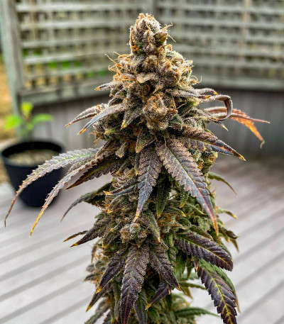 Семена сорта Blueberry Muffin fem (Humboldt Seed Company)