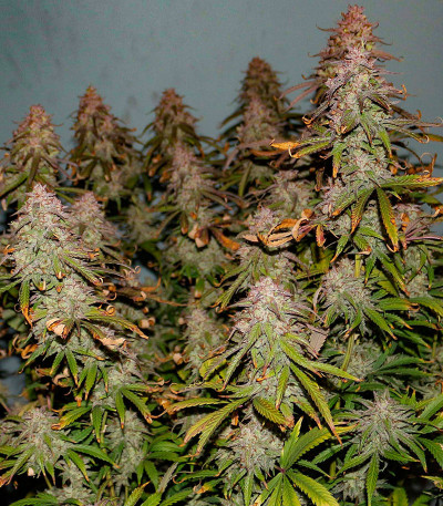 Семена сорта Easy Peasy Auto fem (Семяныч)