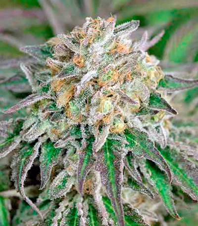 Семена сорта Lost Coast Skunk Auto fem (Humboldt Seeds)