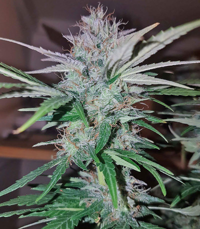 Семена сорта Peyote Cookies fem (Barney's Farm)