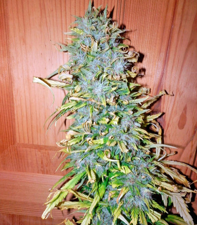 Семена сорта Satori reg (Mandala Seeds)