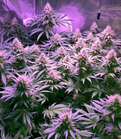 Семена сорта Strawberry Amnesia fem (Herbies Seeds)