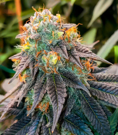 Семена сорта Ultimate Mimosa fem (Семяныч)