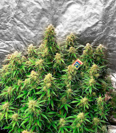 Семена сорта Zkittlez Auto fem (Cali Buds Seeds)