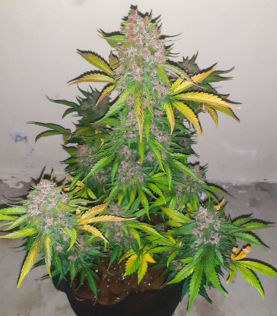 Семена сорта Cherry Cola Auto fem (FastBuds)