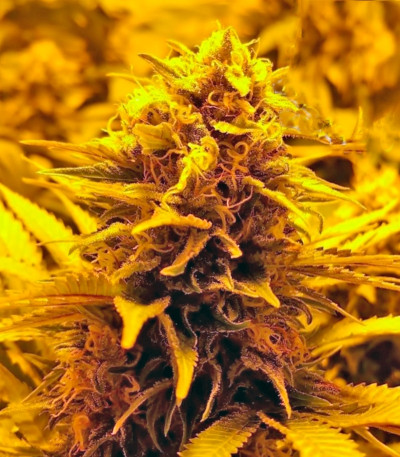 Сорт каннабиса Red Dragon