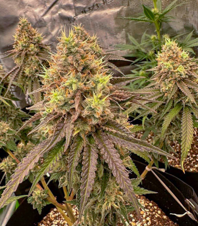 Семена сорта Candy Store RBX fem (Ethos Genetics)