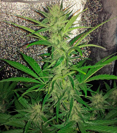 Семена конопли Cheese Autoflowering