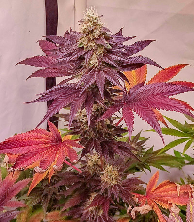 Семена сорта Gelato #45 fem (Barney's Farm)