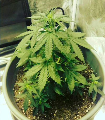 Семена сорта Northern Lights Auto Fem (Vision Seeds)