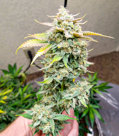 Семена сорта Watermelon OG fem (Advanced Seeds)