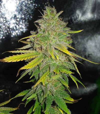 Семена сорта Bubble Gum Sherb fem (Blimburn Seeds)