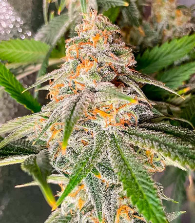 Семена сорта Florida Sunrise Auto fem (7CH American)