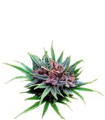 Семена сорта Passion #1 fem