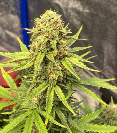 Семена сорта Auto Colorado Cookies fem (Dutch Passion)