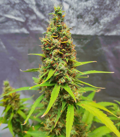 Семена сорта Auto Skywalker Haze fem (Dutch Passion)