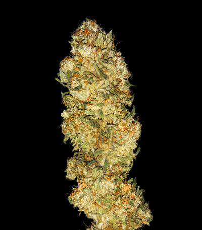 Семена сорта Blue Gelato 41 (Barney's Farm)