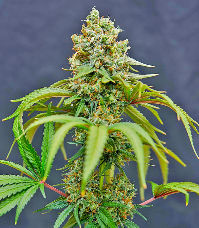 Семена сорта Bruce Banner #3 Auto fem (Herbies Seeds)