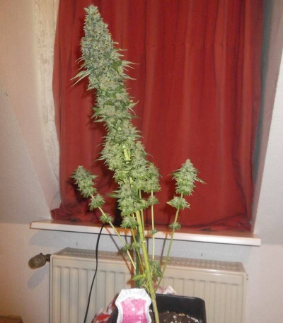 Семена сорта Fruit Spirit fem (Royal Queen Seeds)