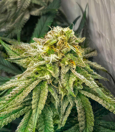 Семена сорта Jam fem (UKHTA)