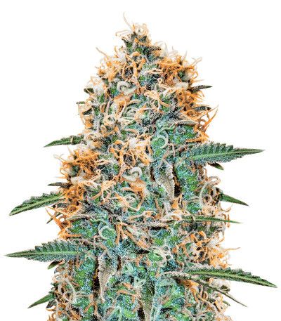 Микс семян конопли Russkiy Photo Mix fem (Семяныч)