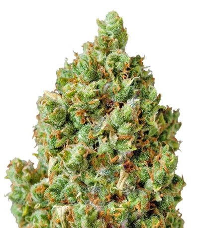 Семена сорта Critical Kush fem (Barney's Farm)