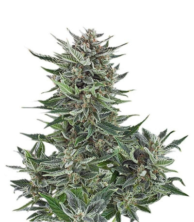 Семена сорта Easy Bud Auto fem (Royal Queen Seeds)