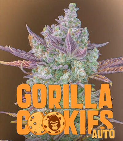 Семена сорта Gorilla Cookies Auto fem (FastBuds)
