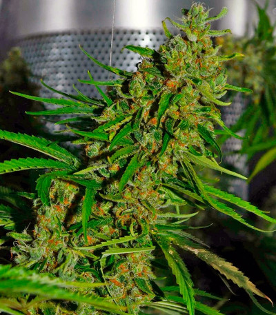 Семена каннабиса Blue Velvet